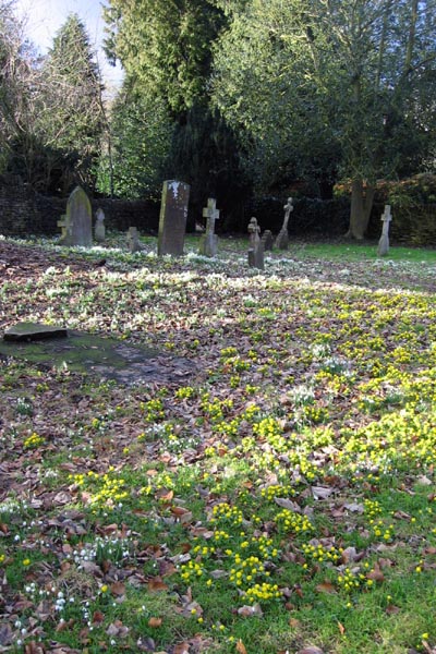 snowdrops & aconites.jpg